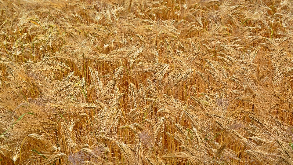 Nature plant field wheat