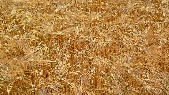 Nature plant field wheat Photo