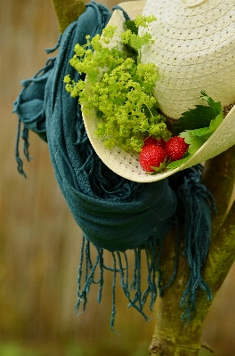 Plant leaf flower summer Photo