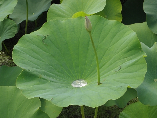 Tree plant leaf flower Photo