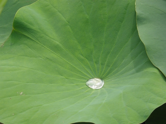 Swamp drop dew plant Photo