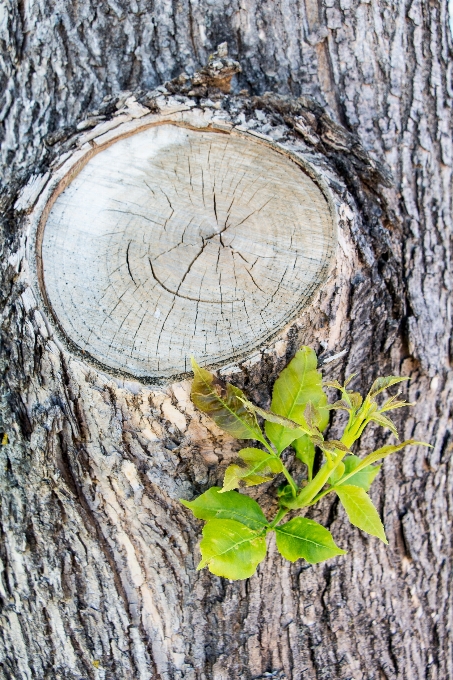 Drzewo natura na wolnym powietrzu oddział