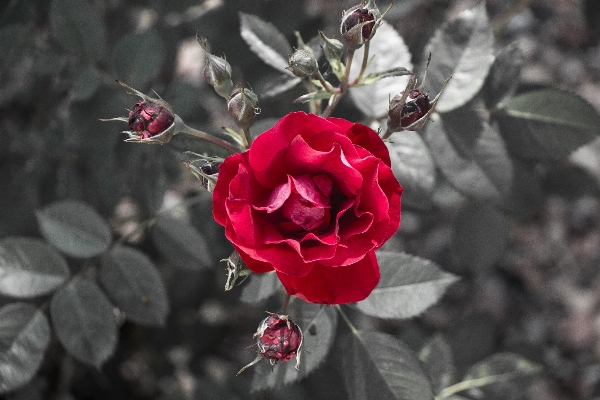 Nature blossom plant stem Photo