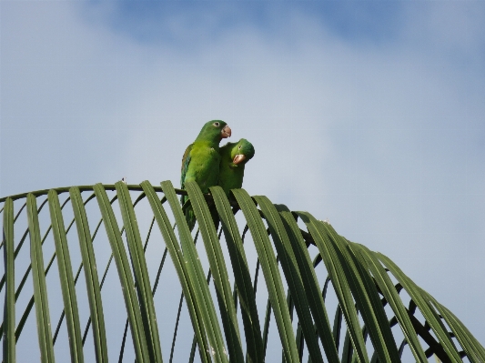 Photo Bifurquer oiseau aile vert