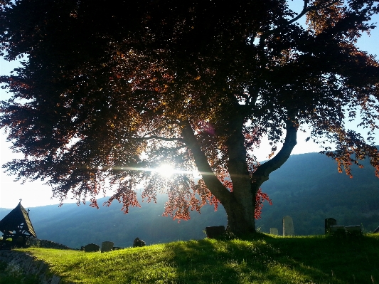 Tree nature plant sky Photo