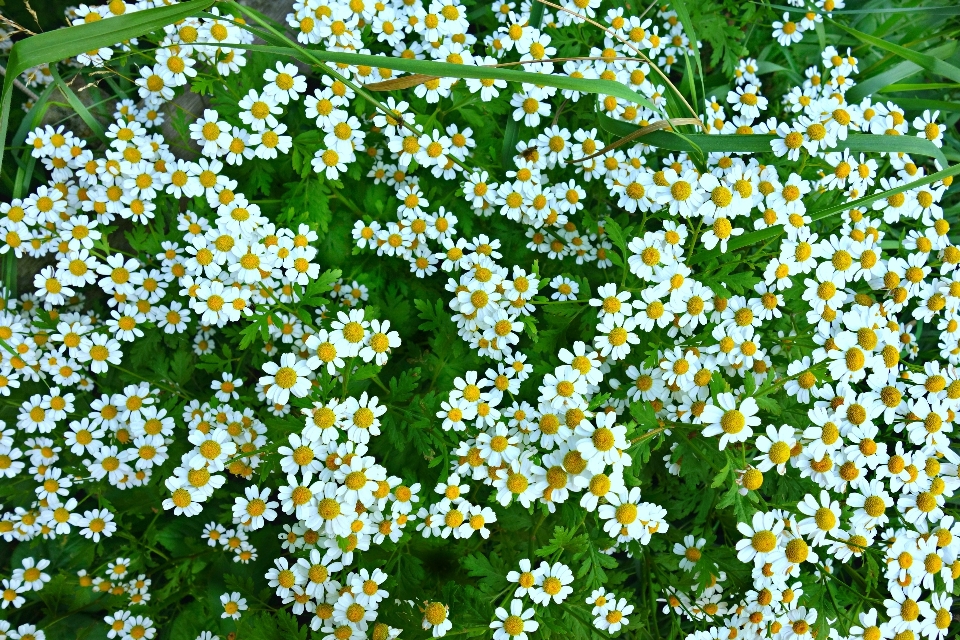 Planta campo prado
 flor