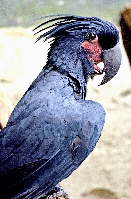 Foto Uccello ala becco blu