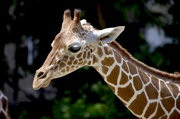 Foto Animal animais selvagens jardim zoológico padrão