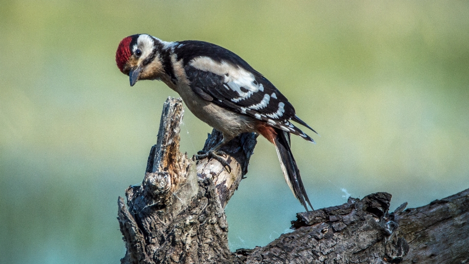 Pohon alam cabang burung