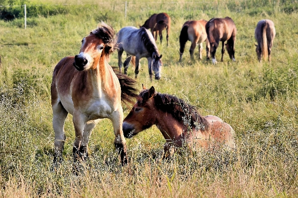 Grass meadow prairie wildlife Photo