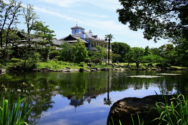 Landscape tree water flower Photo