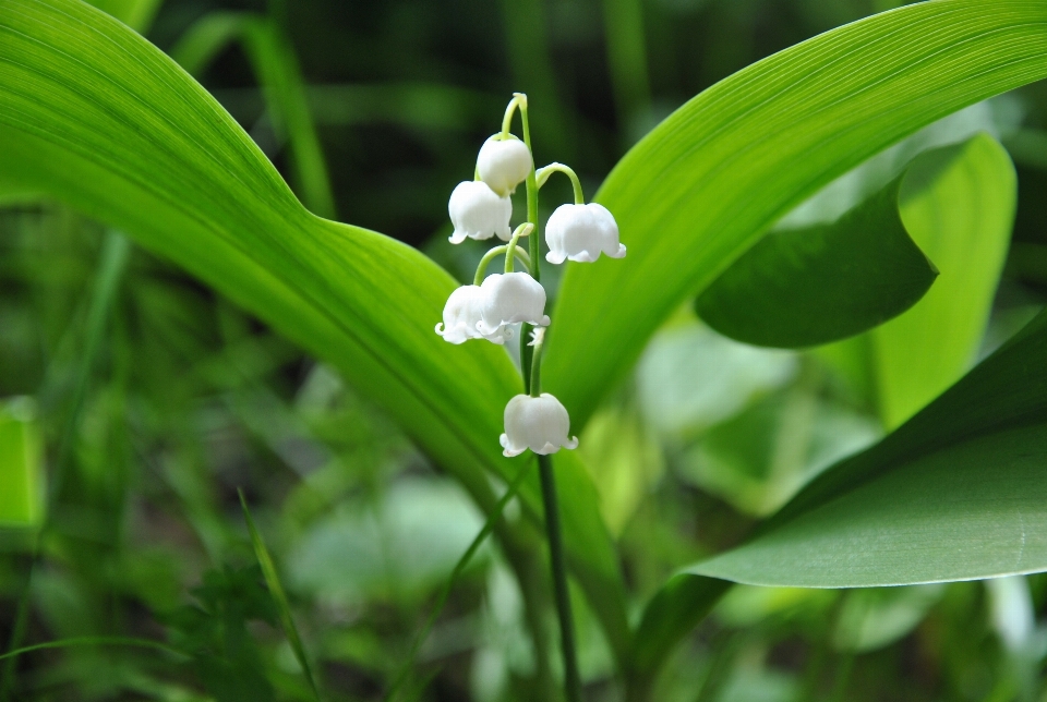 Nature blossom plant white