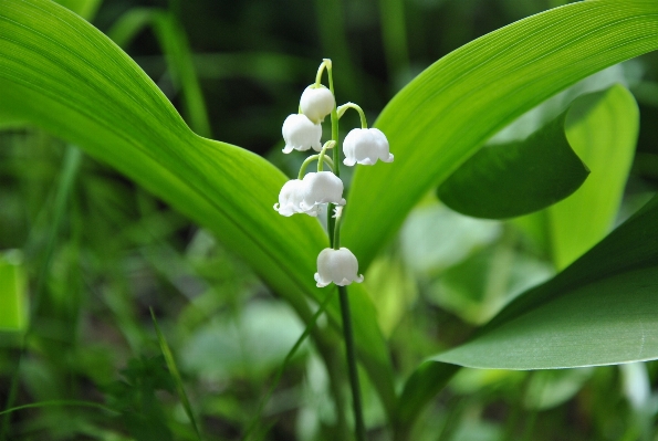 Nature blossom plant white Photo