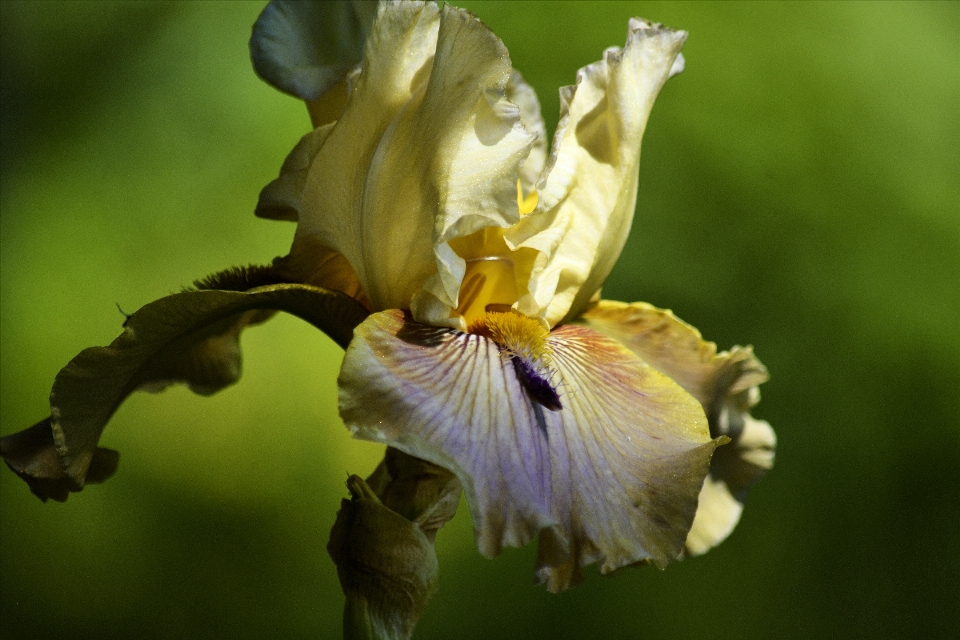 Nature fleurir usine la photographie