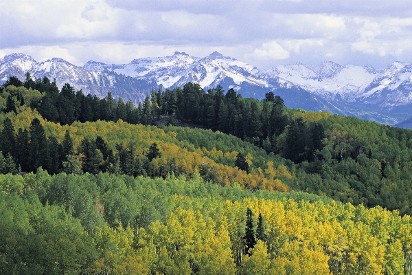 Landscape tree nature forest Photo