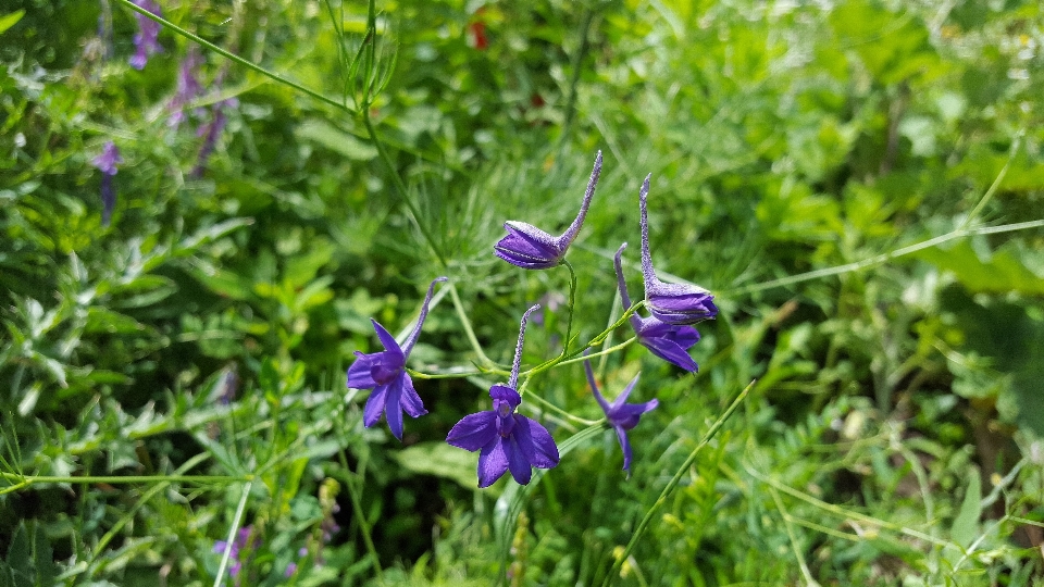 Alam rumput mekar tanaman