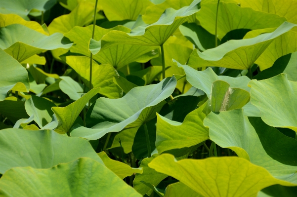 木 自然 植物 葉 写真