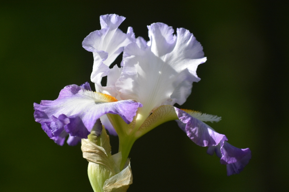 Florescer plantar flor pétala