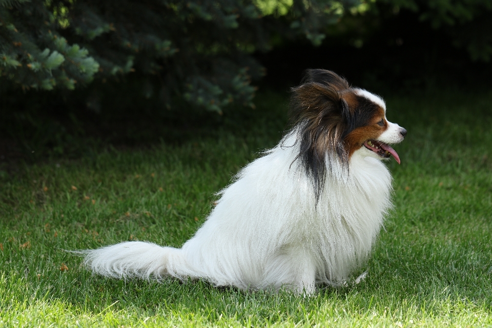 Perro animal collie
 pelo