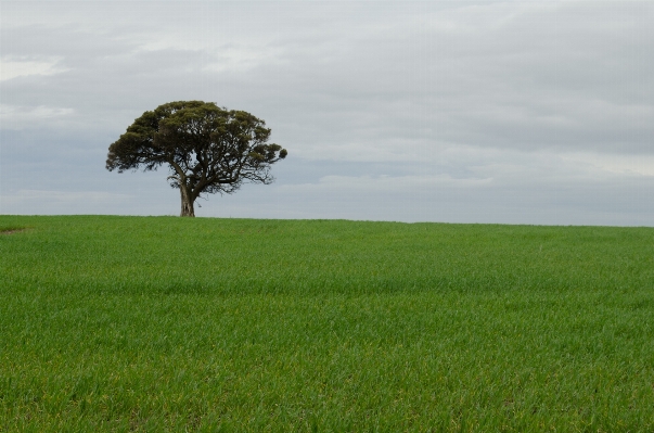 Landscape tree nature grass Photo