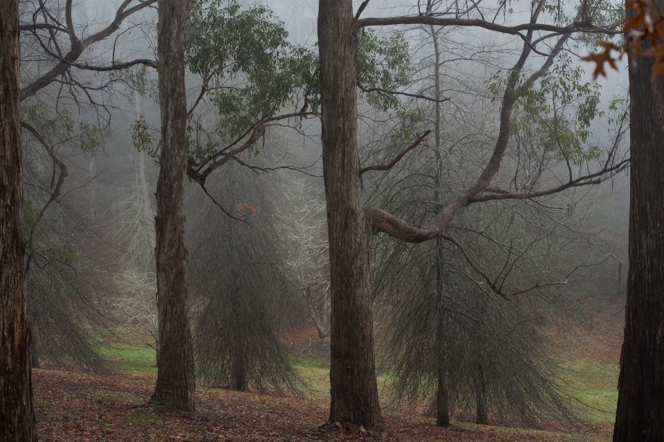 Landschaft baum natur wald