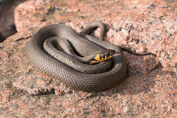 Photo Faune reptile fauna serpent