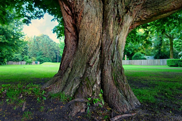 Foto Paisagem árvore natureza floresta