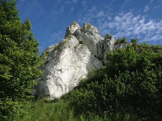 Landschaft baum natur wald Foto