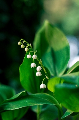 Nature grass branch blossom Photo