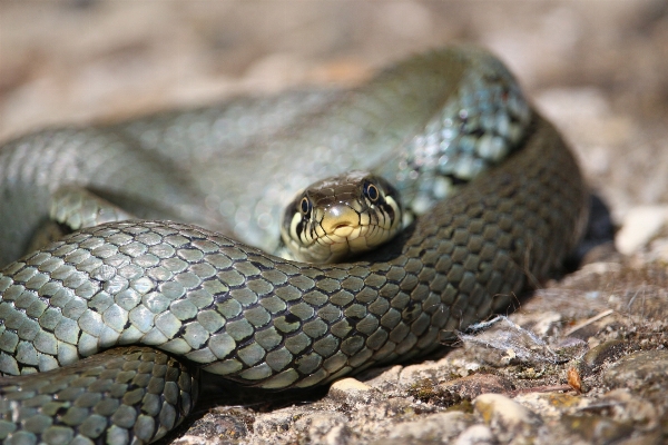 Wildlife reptile fauna close up Photo