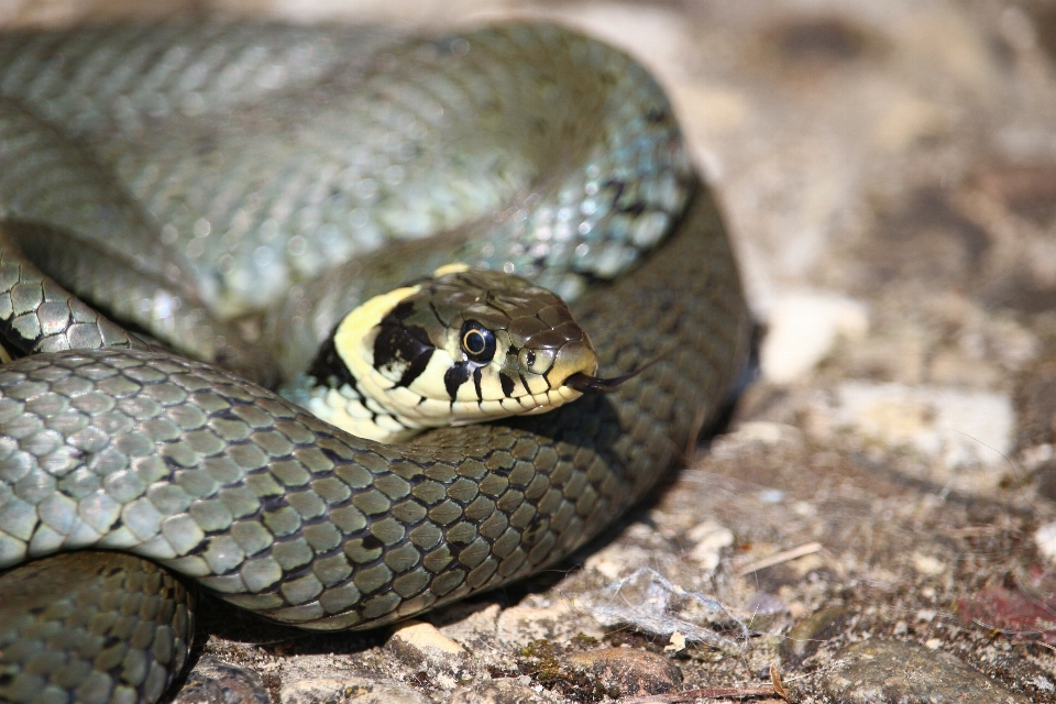 Fauna silvestre reptil serpiente