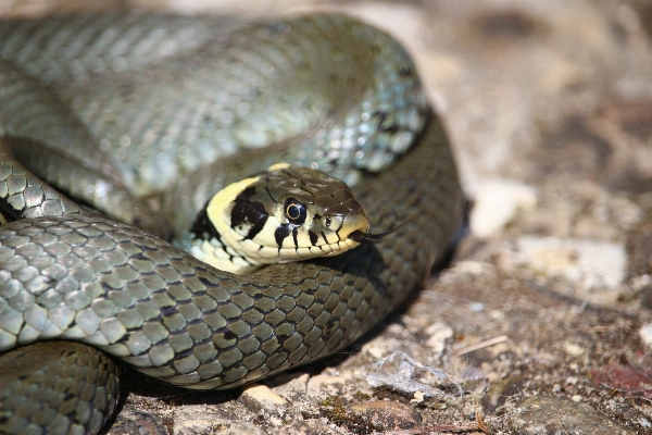 Foto Margasatwa reptil fauna ular