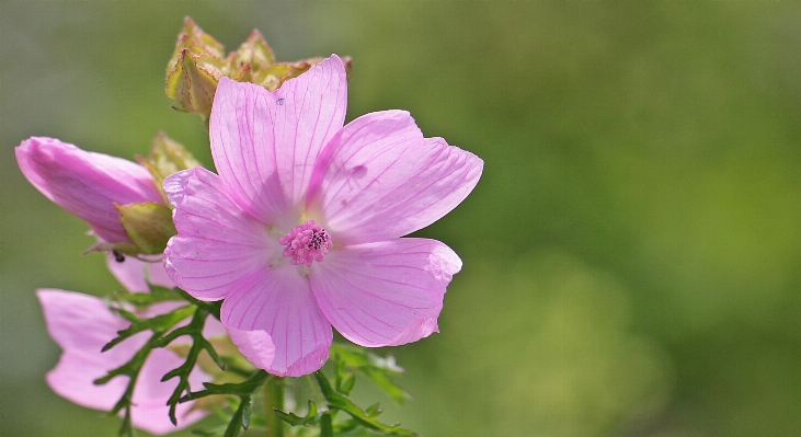 Nature blossom plant photography Photo