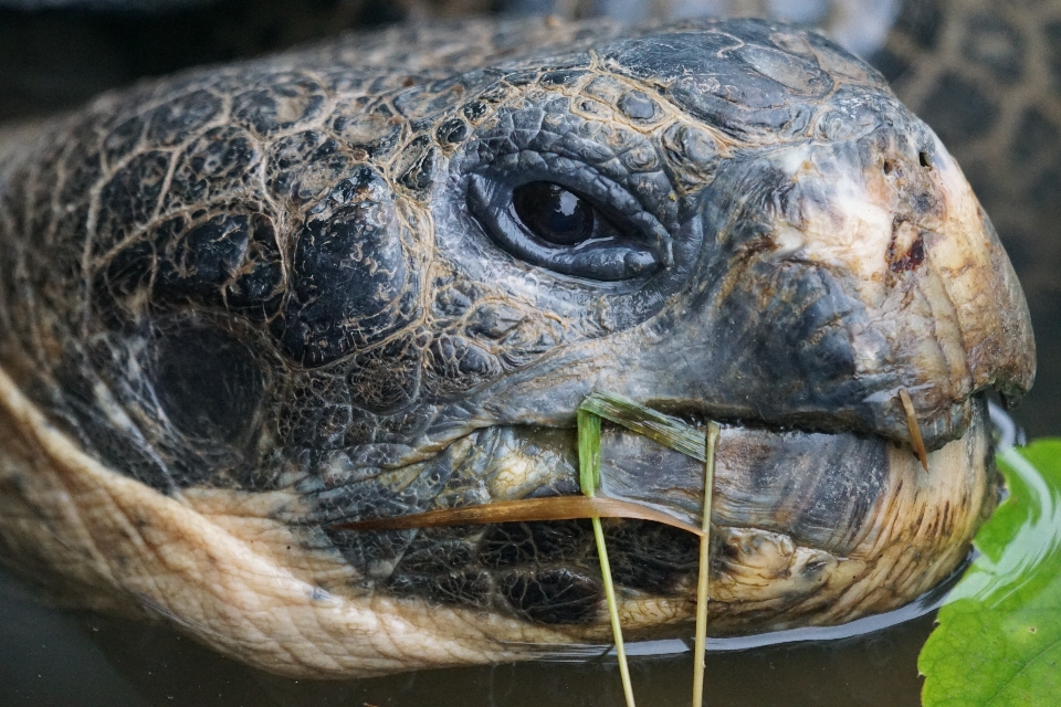 Animais selvagens retrato biologia tartaruga