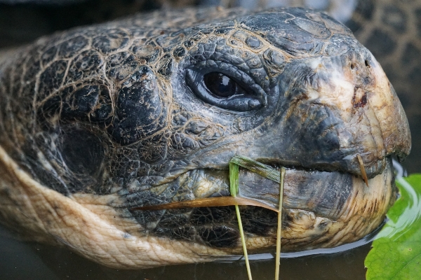 野生动物 肖像 生物学 龟 照片