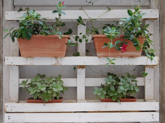 Plant flower window balcony Photo