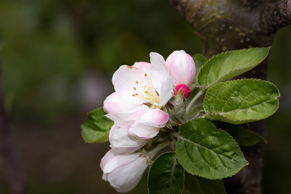 Nature branch blossom plant Photo