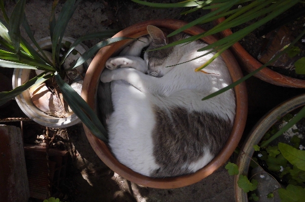 Foto Bianco fiore carino animale domestico