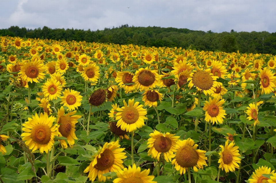 Paisagem florescer plantar campo