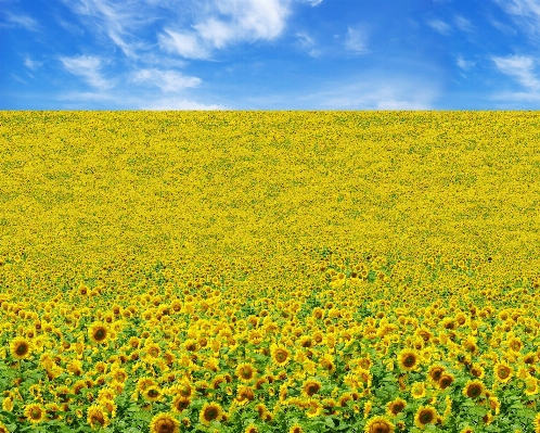 Landscape blossom plant field Photo