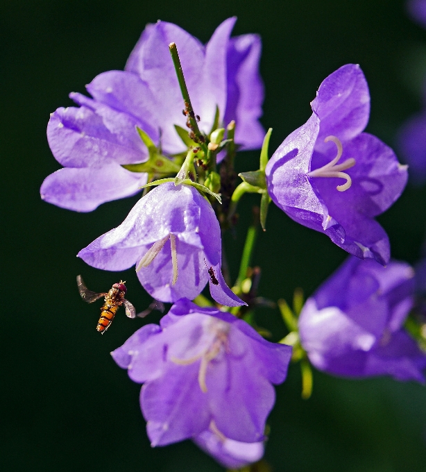 Natur blüte anlage blume