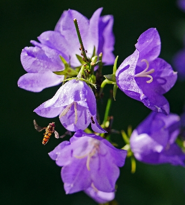 Foto Natura fiore pianta viola