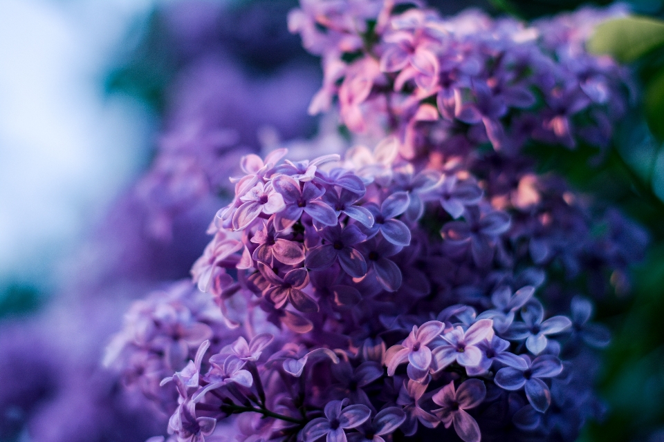 Nature blossom bokeh plant