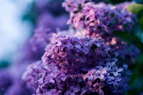 Nature blossom bokeh plant Photo