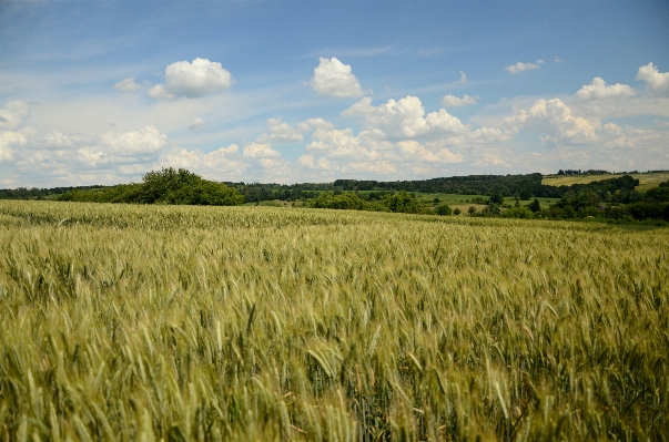 Landscape grass horizon plant Photo