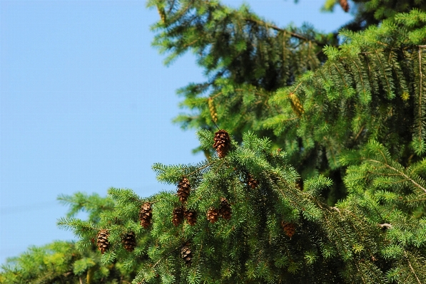 Tree nature forest branch Photo