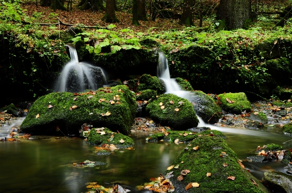 Water nature forest waterfall Photo