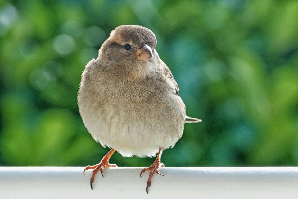 自然 ブランチ 鳥 女性