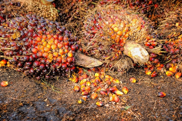 Foto Pohon alam tanaman buah