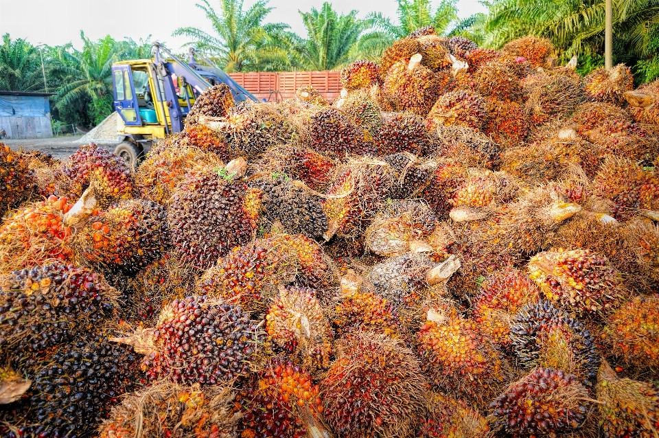 Alam tanaman buah pohon palem